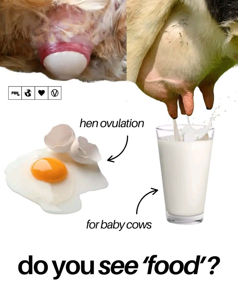 The egg coming out of a chicken should be enough to put you off for life 🥚

We dread to think how drinking milk from cow's teats was first discovered too 🙄