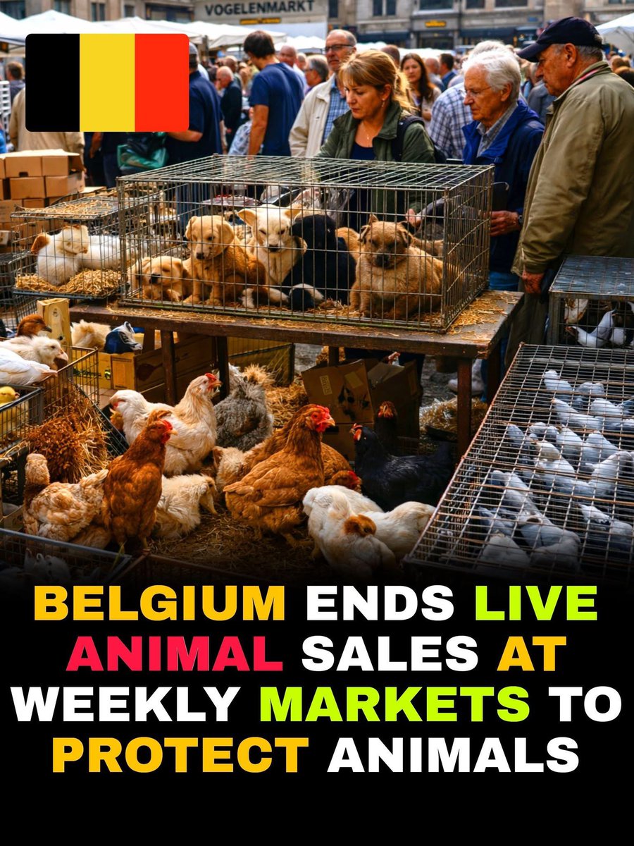domdyer70's tweet photo. Well done Belgium https://t.co/PYaeyQkL7f