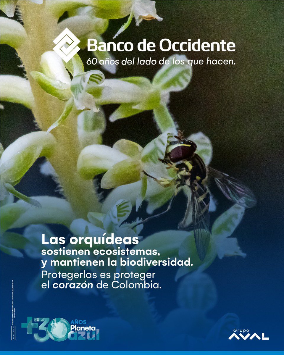 ComunidadPlanetaAzul BdeO tweet media