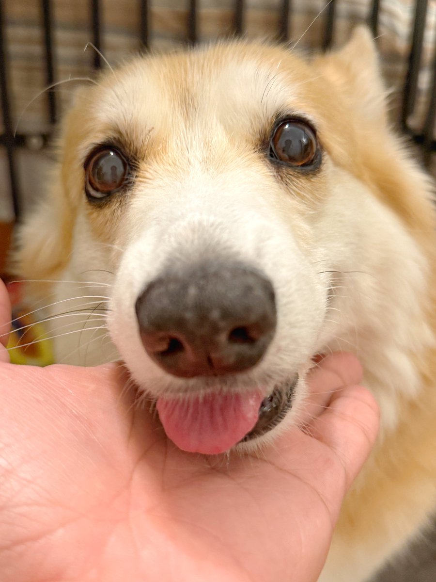 Quick Case #4: Speaking in Tongues – PEMBlog, image size:900x1200