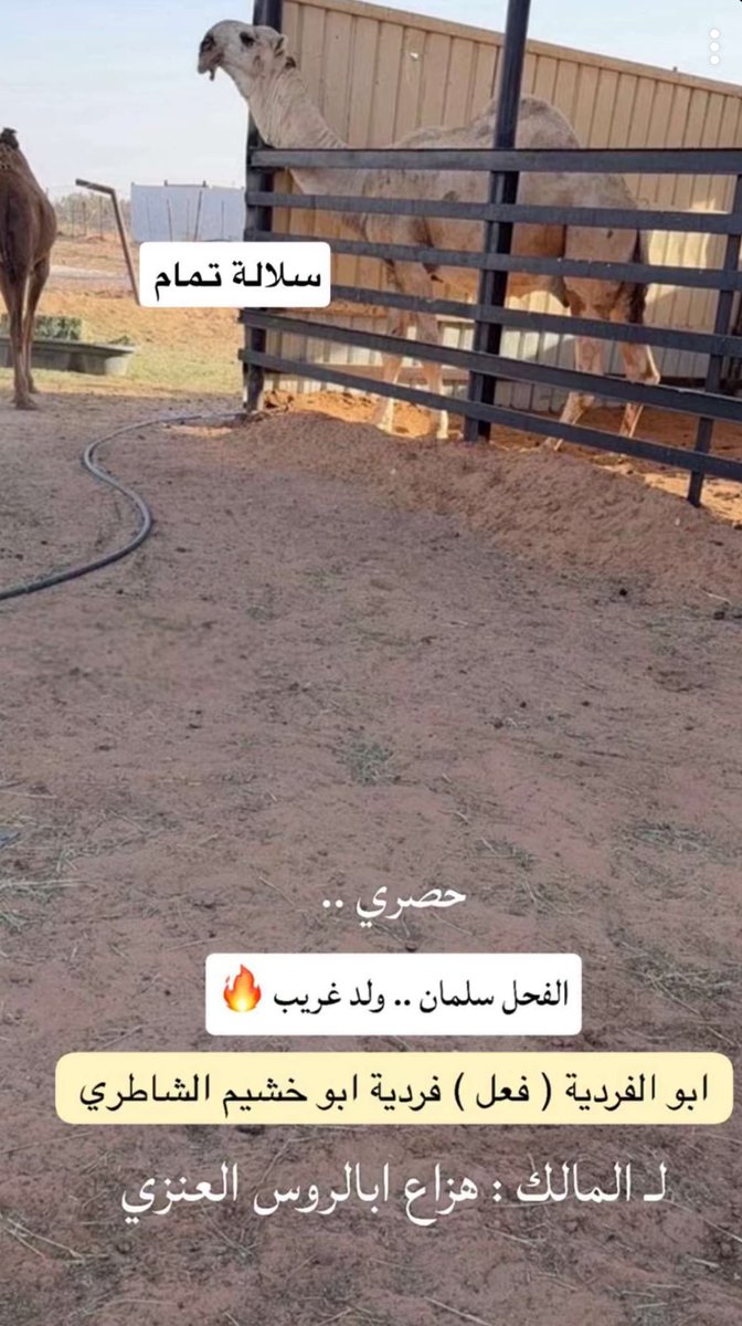 thebalq's tweet image. الـسـلالـة #التمامية …🥇