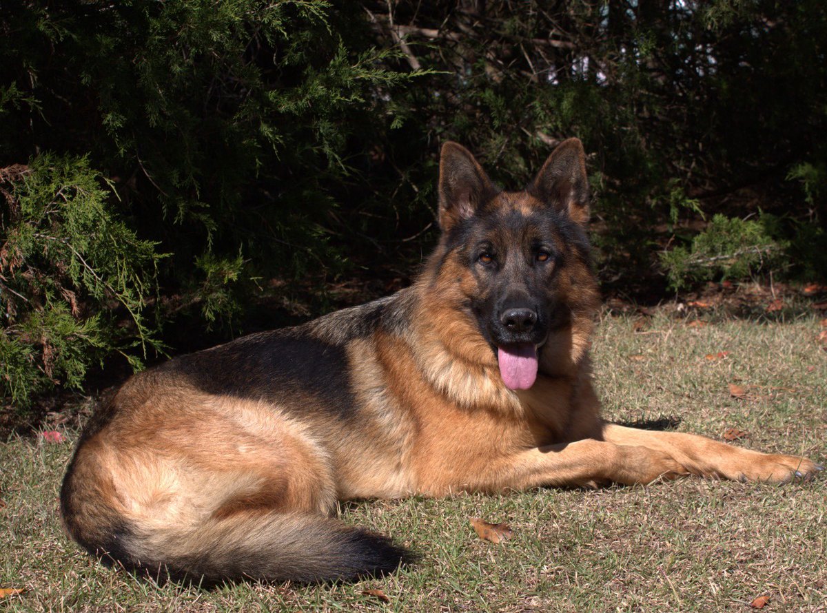 This beauty is available to be your new best friend and protector #available #beautiful #GermanShepherd