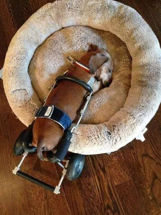 TweeetsOfDogs's tweet image. Please don't swipe past without sending him some love and prayers!
🥰