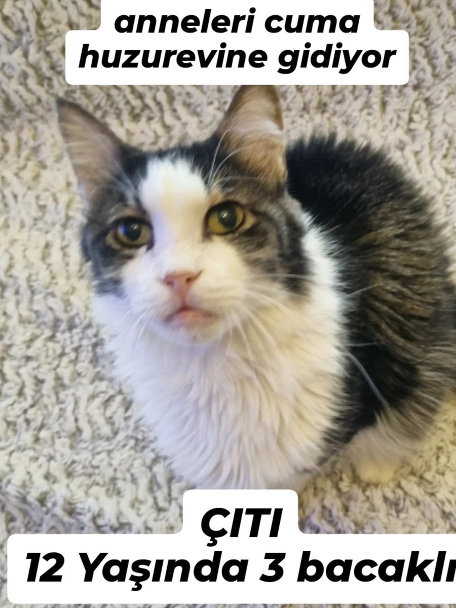 SelinPamuk (@pamukvsq7) on Twitter photo 