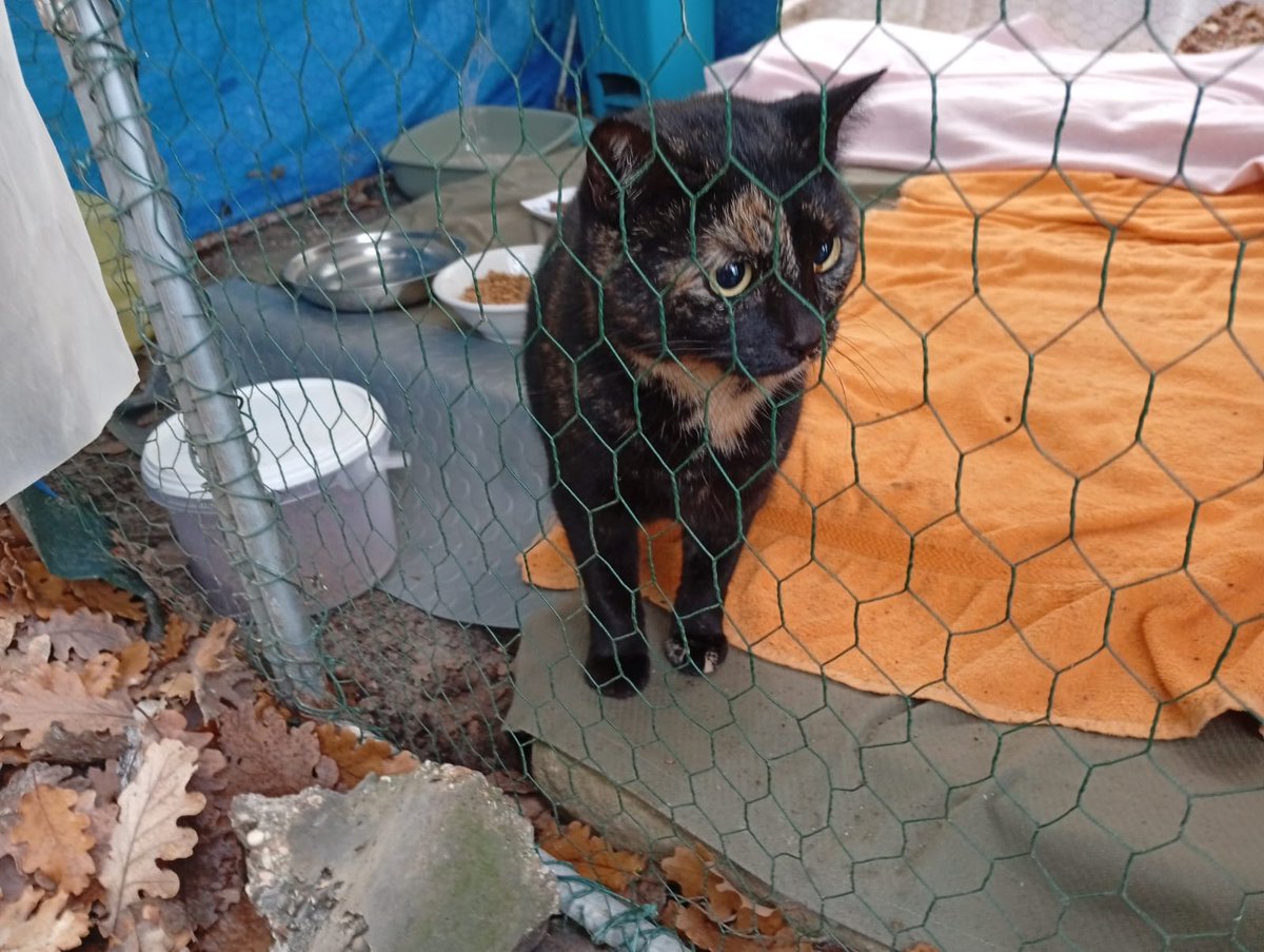 i_randagi's tweet image. Brigitte 
Questa bellissima micia di circa 2 anni è rimasta sola, il suo umano anziano non può più prendersi cura di lei perché sta male 
È molto affettuosa, buona e socievole
Per info 3335229596