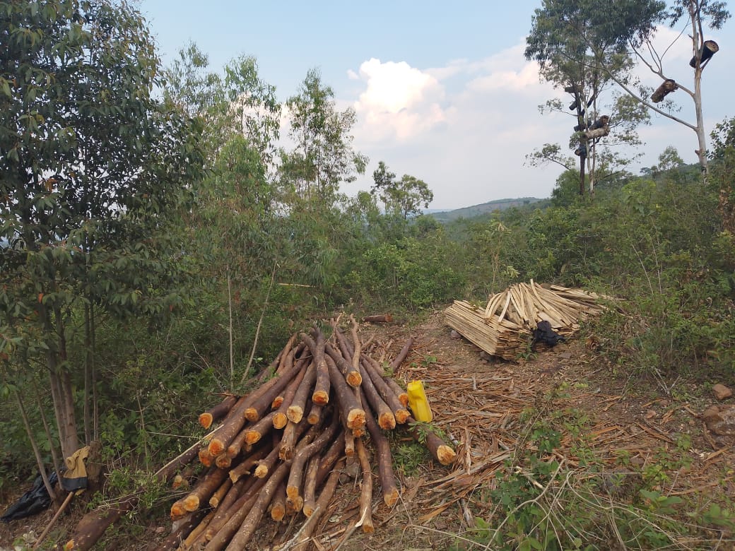 MANIRAFASHAAlb2's tweet photo. Placing bee hives on tree branches is a traditional method that allows bees to stay close to nature, promoting natural foraging and colony strength. Itโs cost-effective and reflects indigenous knowledge in sustainable beekeeping. #TraditionalBeekeeping #BeeFarming https://t.co/teXJVzzU0d
