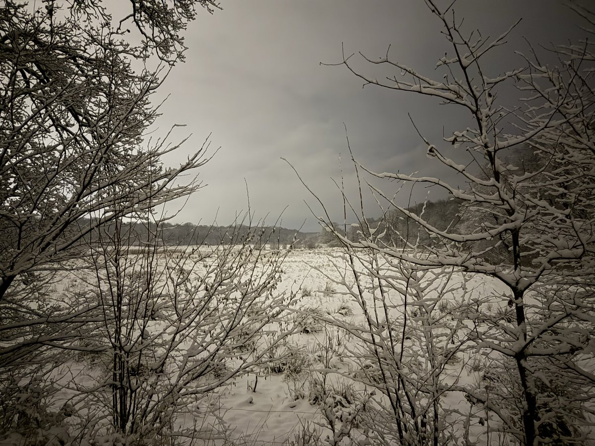 Gris’s backup tweet media