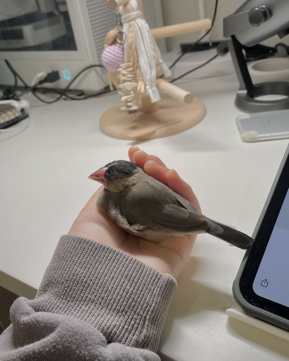 dogerpillar_'s tweet image. oh 小瞭 他叫歐米（因為我是歐米粉絲）