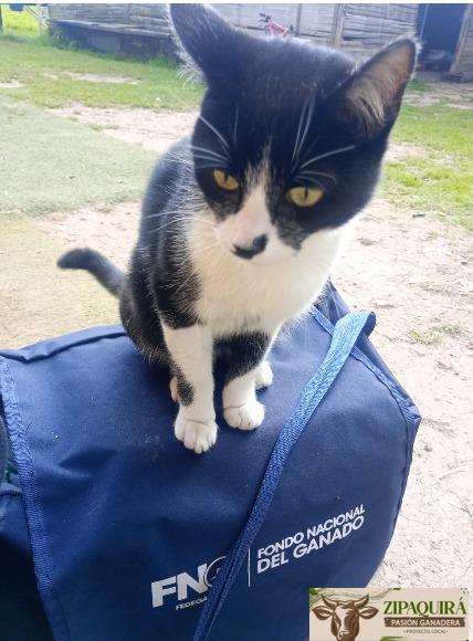 PL_Zipaquira's tweet image. Hasta los guardianes del campo confían en FEDEGÁN 🐱💙
Nuestro compromiso con la sanidad y el bienestar ganadero llega a cada rincón… ¡y hasta tiene aprobación felina!
#OrgullosamenteGanaderos @Fedegan  @jflafaurie  @plbosconia_fng