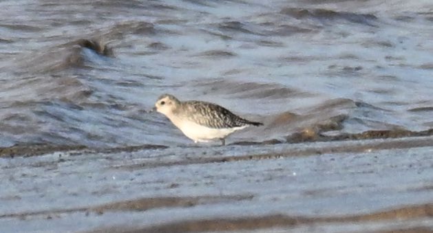 Adrian Dutt tweet media