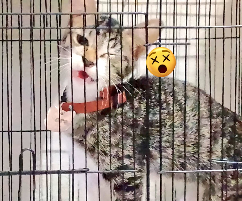 chey!🍄’²⁶ tweet media