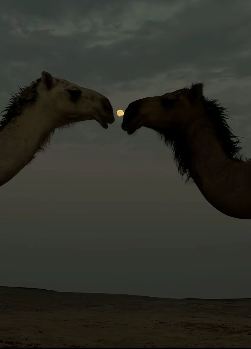 لعيونك اضيع واضيّع لعينك مصير
ماذاق طعم الحياه الا مجانينها

عن شوف غيرك عمى حتى لو اني بصير
الناس ماعاد تجذبني مزايينها

ماخاشرك في غلاك الا بنات البعير
لبى خشيمك وهي لبى عرانينها :)