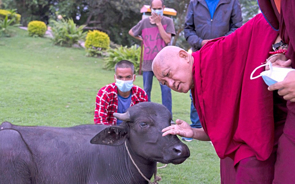 Dharma Discourses on Vegetarianism: A Translation from Geshe Tenzin Namdak fpmt.org/edu-news/dharm…