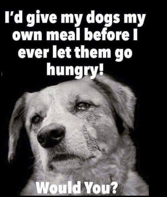Best in Dogs tweet media