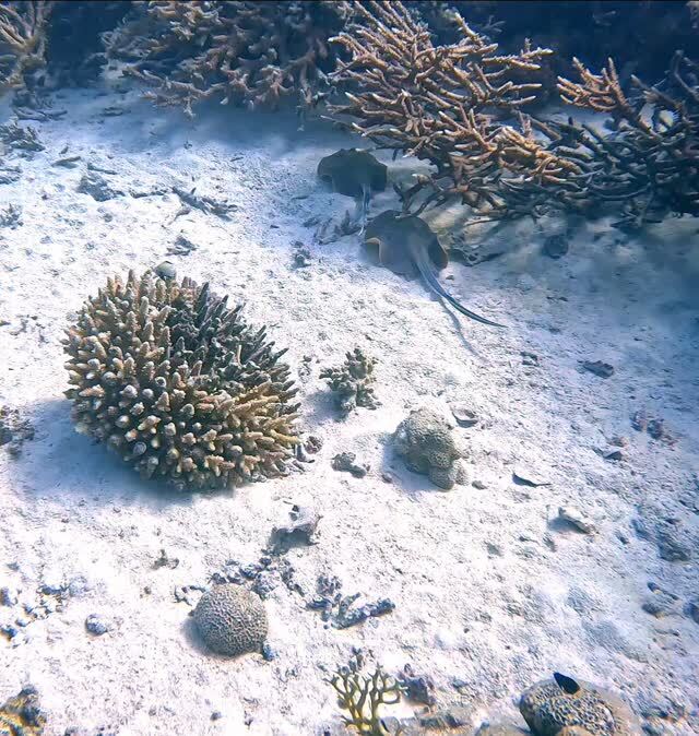 wanderonomy's tweet image. I never know what I will encounter underwater.  Sometimes it's just a peaceful escape from work, and then sometimes you see a once in a lifetime event.  OK, once in my lifetime, for the blue spotted rays, I certainly hope it's more than once!

My dive bu… instagr.am/p/DTLQ-mkiOn5/