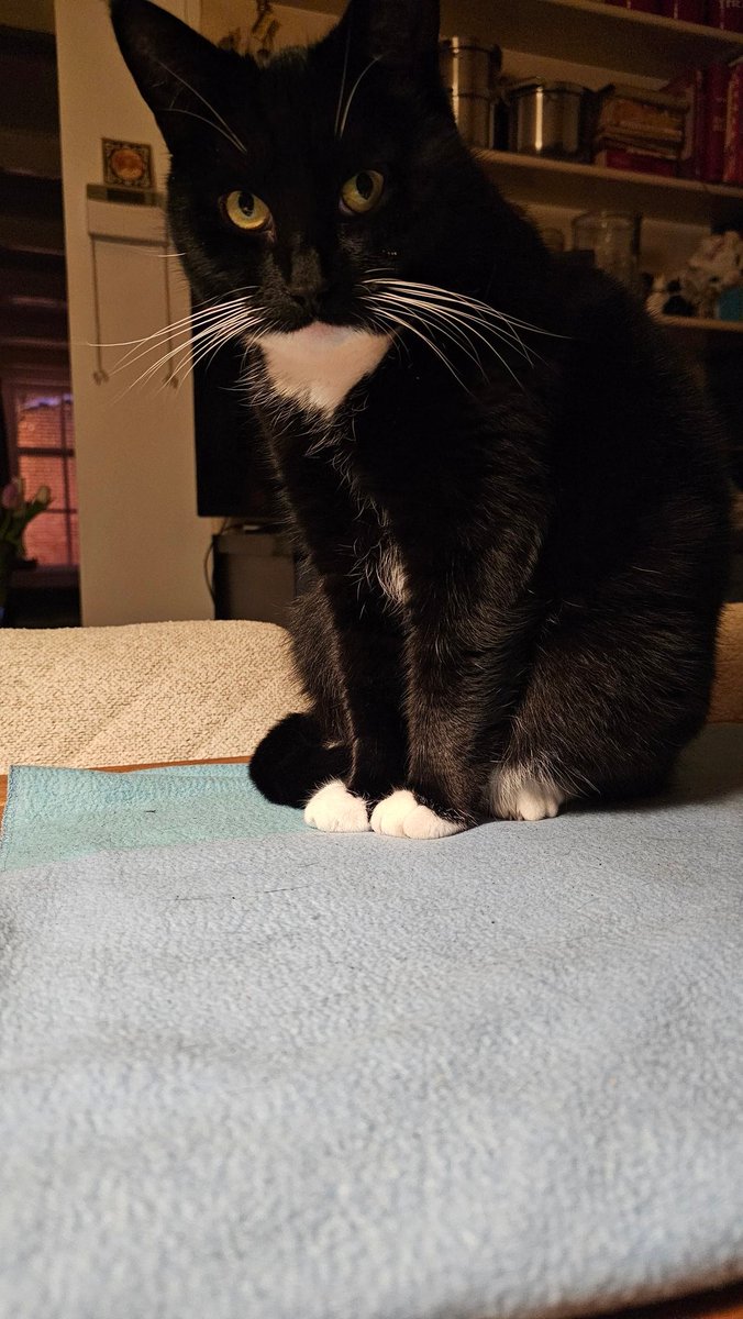 Gezellige avond allemaal en eet smakelijk!🙋‍♀️👋🧣🧤☕️✨️🛷🧤🧣🍀🐈‍⬛🐈‍⬛🍀