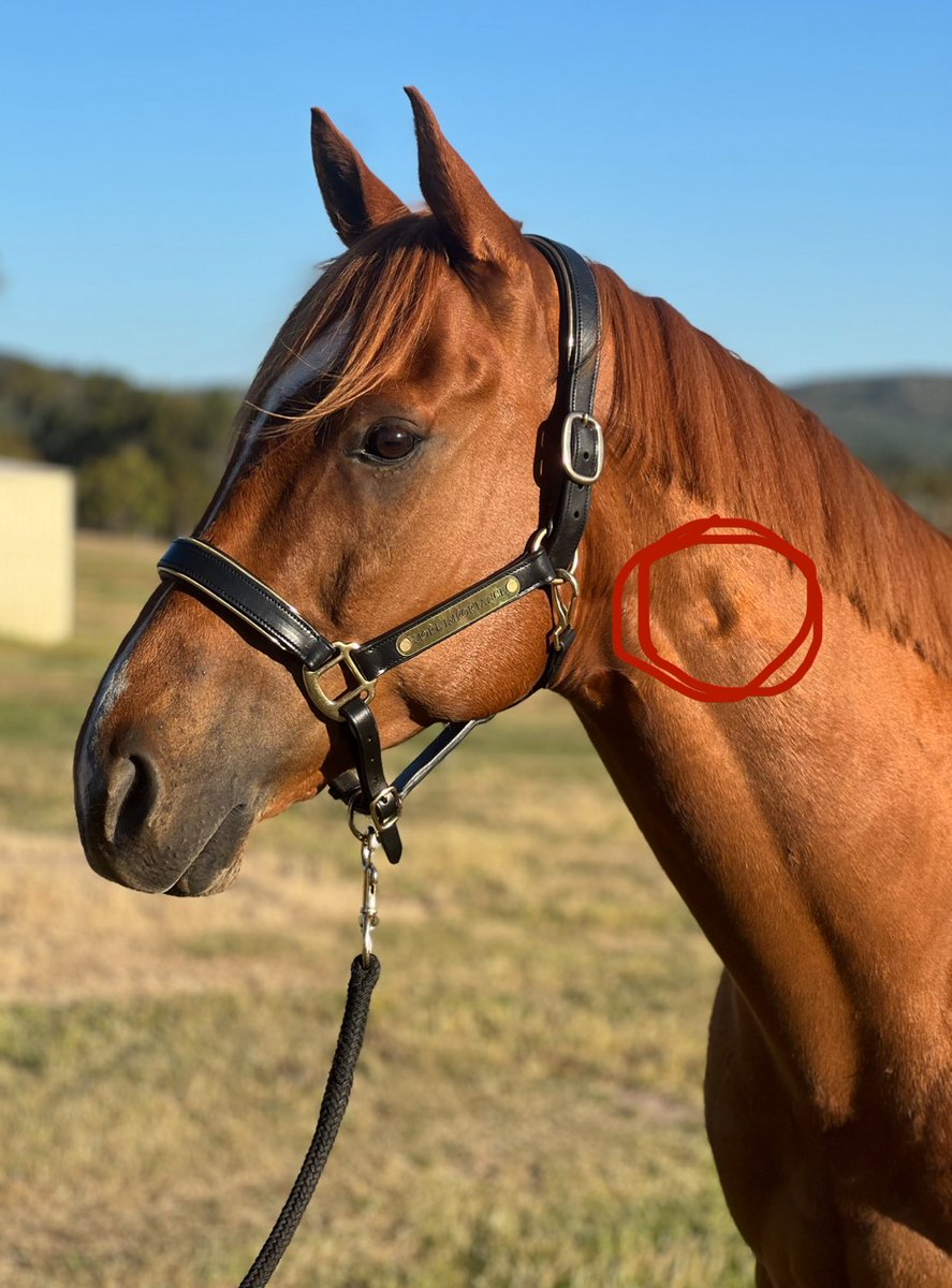 TOMMY SEKiGUCCi (@skgctmhr) / Posts / X