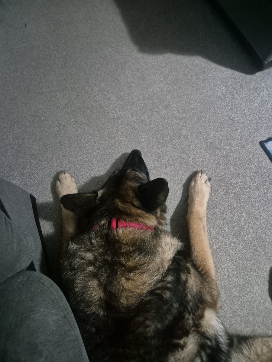 Keeping the hooman safe while he's on the sofa 💙🐾💙