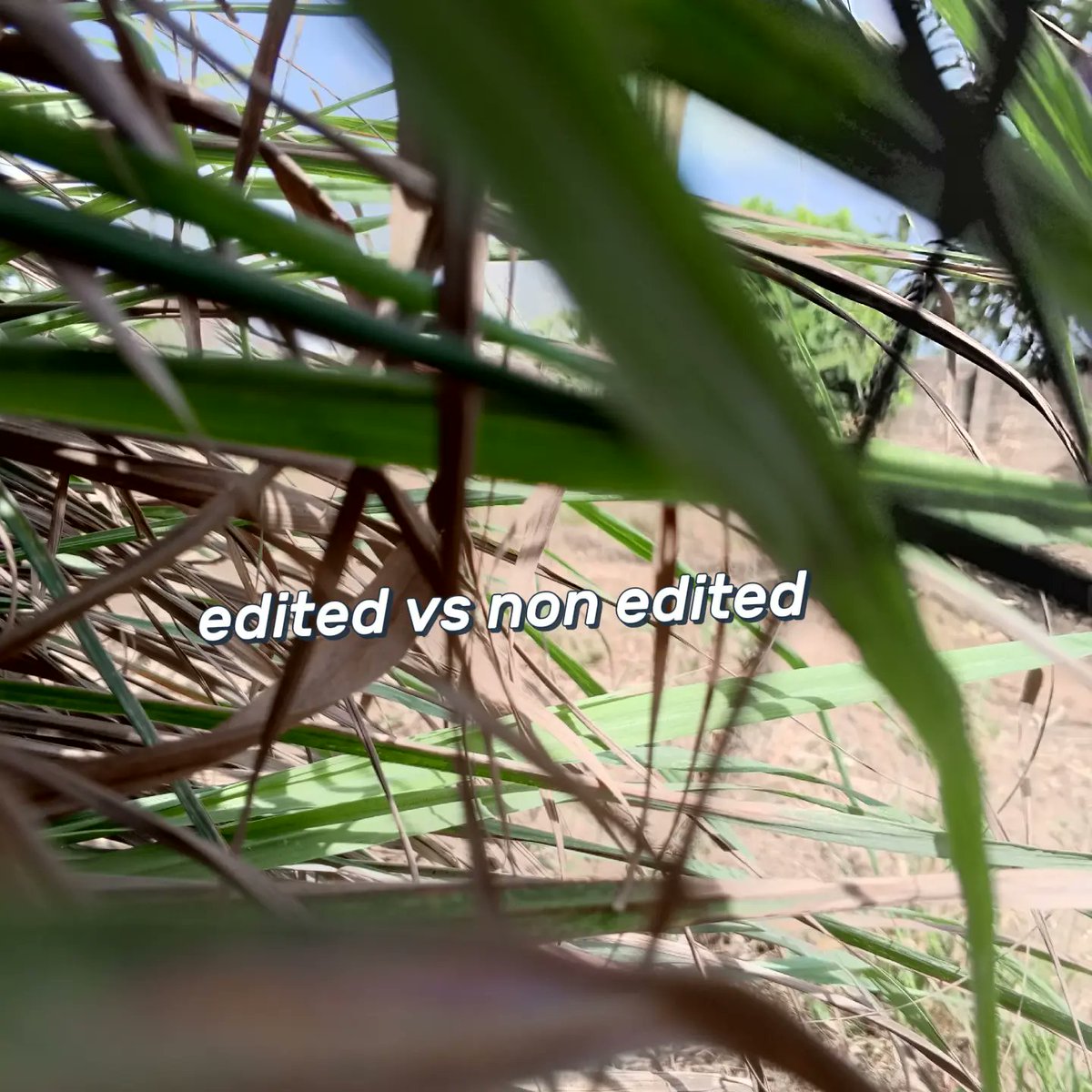 showboy040's tweet image. "Nature's beauty sparks creativity! 🌳💚 Take a walk, find inspiration, and create. Share your nature-inspired art or writing! #NatureLovers #CreativityUnleashed"