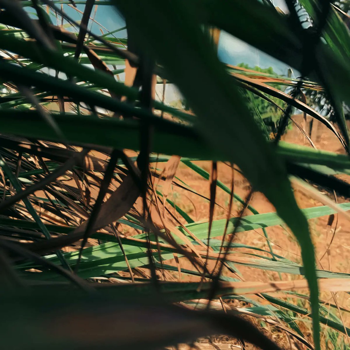 showboy040's tweet image. "Nature's beauty sparks creativity! 🌳💚 Take a walk, find inspiration, and create. Share your nature-inspired art or writing! #NatureLovers #CreativityUnleashed"