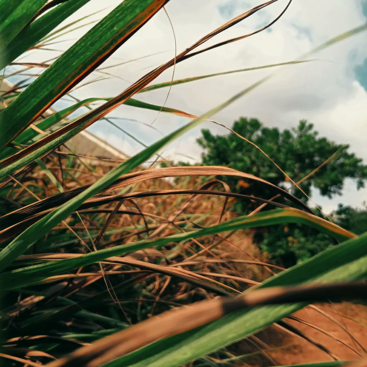 showboy040's tweet image. "Nature's beauty sparks creativity! 🌳💚 Take a walk, find inspiration, and create. Share your nature-inspired art or writing! #NatureLovers #CreativityUnleashed"