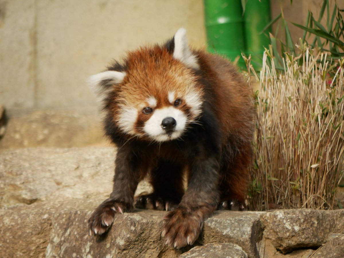 BACCAN ORBY ブラウン✕オレンジ セミカスタム Amazon.co.jp: Orange PPC108 1x8インチ クローズドバックスピーカー