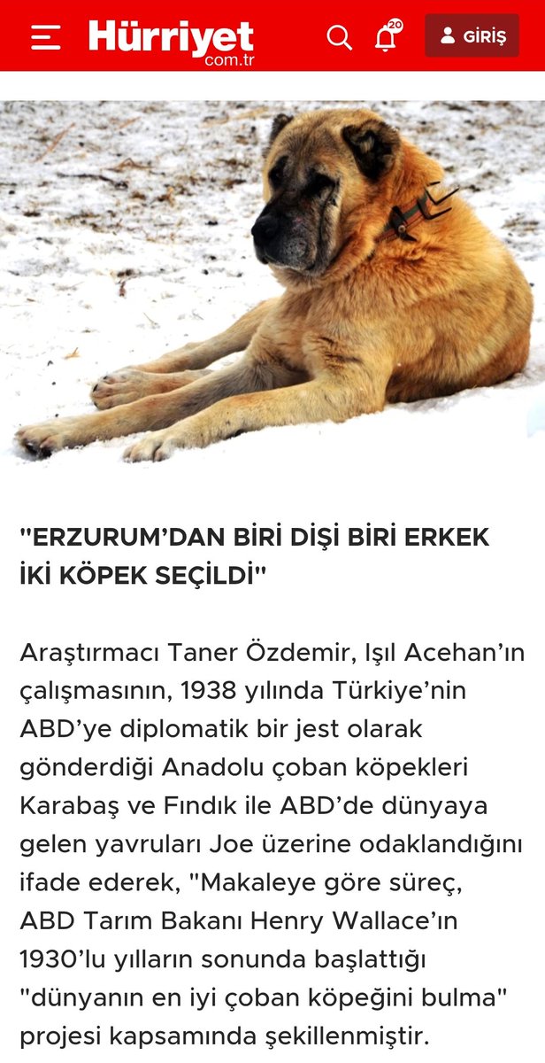 Bir kaç yıl önce arşivlerde keşfettiğim, Atatürk'ün onayıyla 1938'de Erzurum'dan ABD'ye diplomatik hediye olarak gönderilen 2 Anadolu çoban köpeğinin yeniden gündeme geldiğini görmek çok güzel sürpriz oldu!

Erzurum'da, tam da bu ilginç hikâyenin başladığı yerde, Araştırmacı