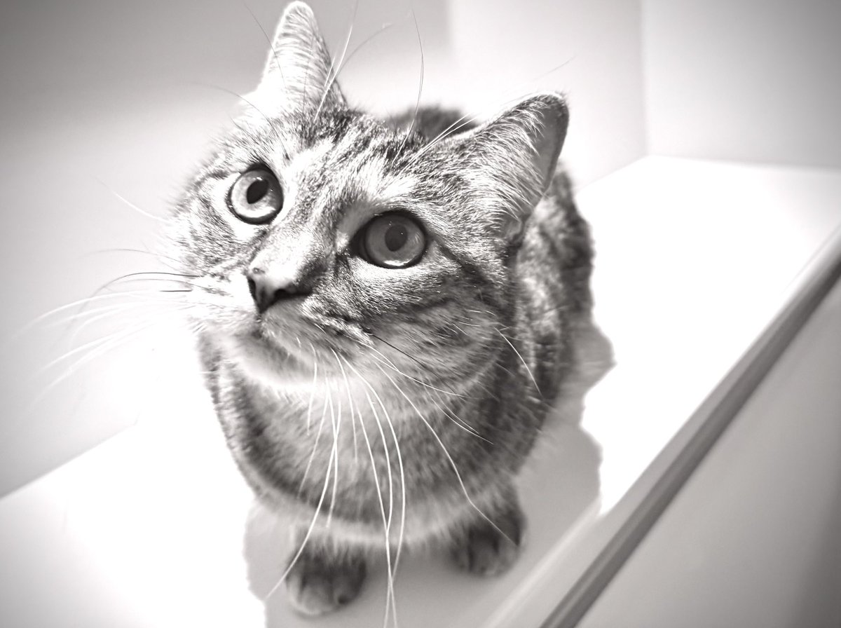 PickliciousF's tweet image. Apparently even though I’m 9 I can still go up for ingenue roles, because I look so kitteny &amp;amp; my fur is so shiny! So I’ve submitted this headshot for the role of Second Kitten On The Left in the new Fast and the Furriest film with Vin Weasel!! Nicole Kidman would never get that!