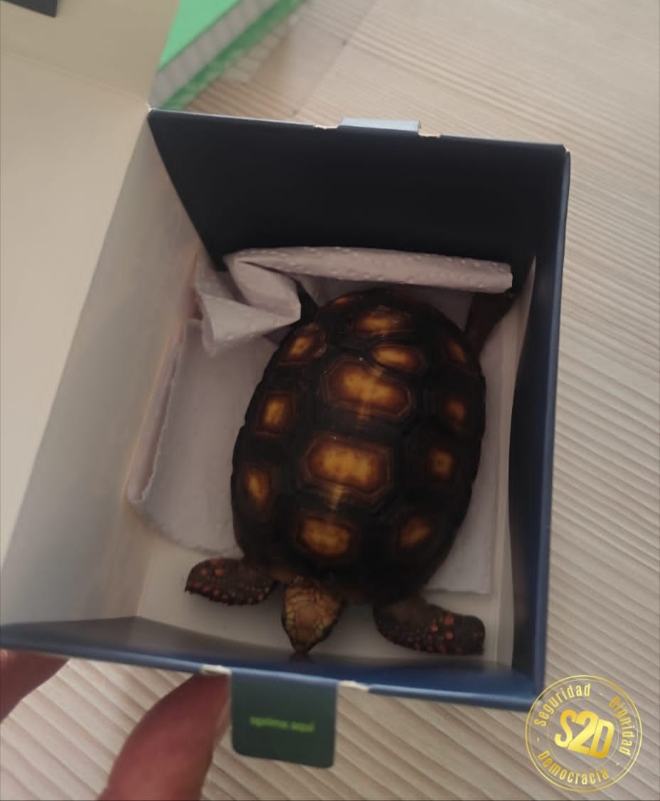 Gracias al llamado oportuno a la #Línea123 de la comunidad en el barrio la #Fuente, la <a href="/PoliciaMTunja/">Policía Metropolitana de Tunja</a> hallan una "Tortuga", la cual fue entregada a <a href="/Corpoboyaca/">Corpoboyacá</a> para su valoración médica.

#CompromisoAmbiental