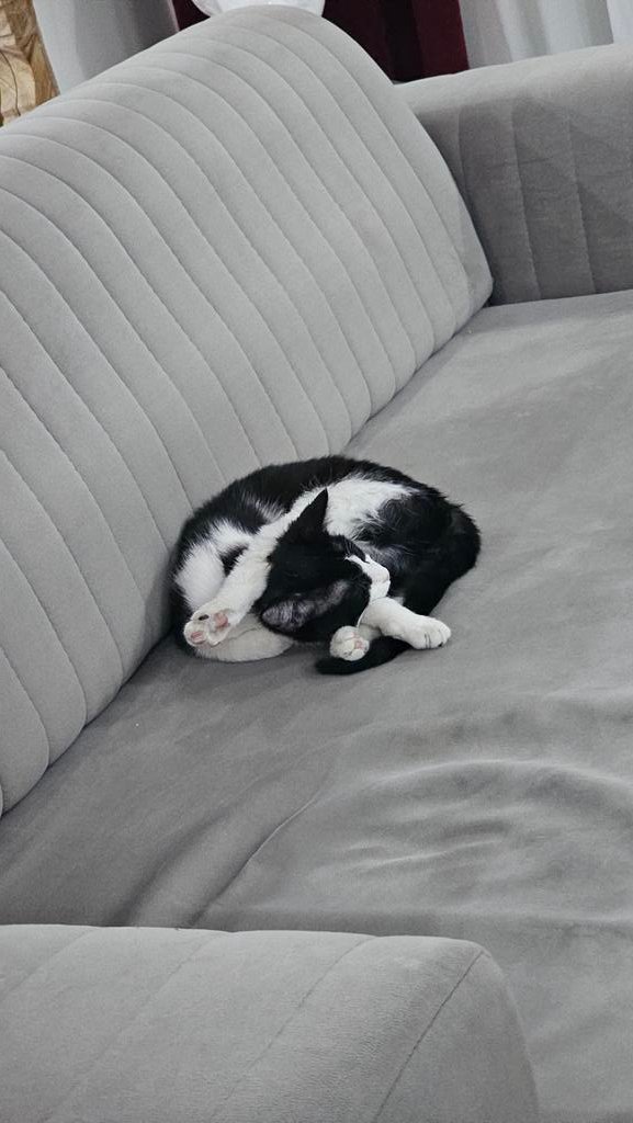 بابا اینطوری بخوابم هم کسی منو به سرپرستی نمی‌گیره؟
#واگذاری
ریچ یه دختر ۶ ماهه عقیم نشده است که حدود ۲۰ مهر توی یوسف آباد بهش سم داده بودن و نجات داده شد.