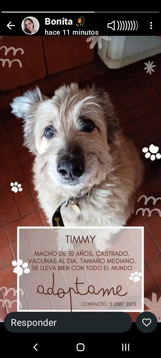 Timmy es el perrito de una señora que no tiene familia y está muy enferma, no puede cuidarlo más, necesita una familia que lo ame los años que le quedan. 
Tiene 10 años.
Está en CABA