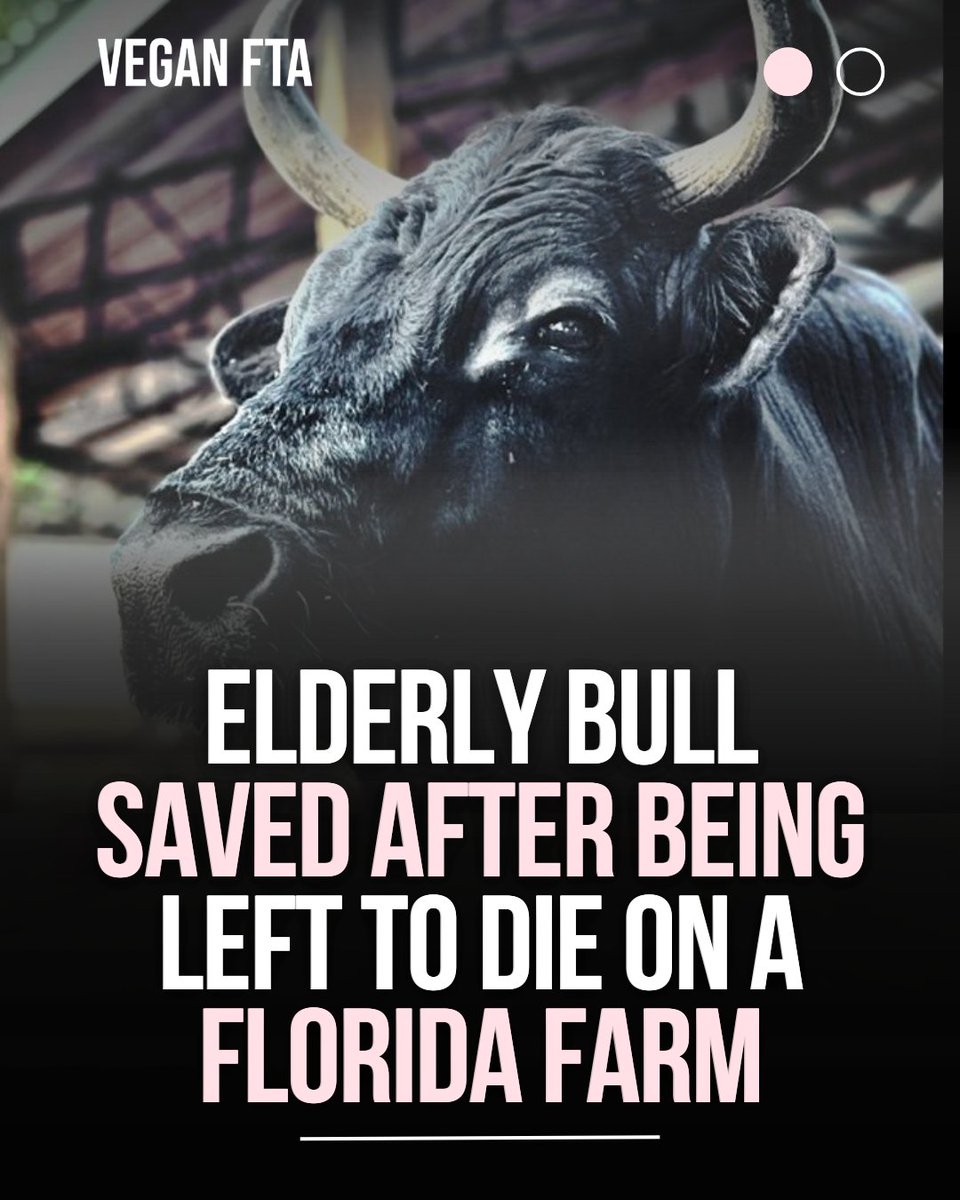 teamveganfta's tweet image. Critter Creek Farm Sanctuary in Florida, US, rescued an elderly, severely undernourished bull named Mel after several challenging attempts to bring him to safety. 🐮❤️‍🩹

👉 Read the full story: veganfta.com/articles/2025/…

#animalrescue #rescueanimals #saveanimals #animalsanctuary