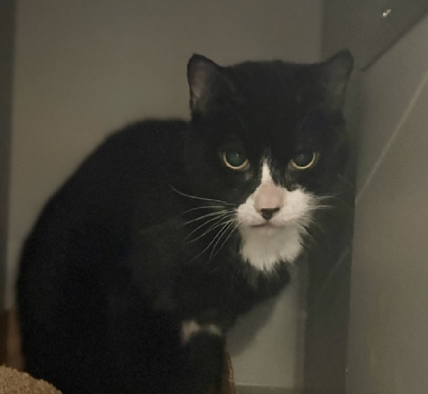 🆘🆘 PEPPER (ID 240026), 8 YO,  MALE–  IN QUEENS ACC - came into the shelter as an owner surrender on 10/24/2025, with the surrender reason stated as person health - medical.   🆘🆘 😿 😿 😿 😿

➡️TBD 01/08/26

➡️ SENIOR ALERT

➡️ NEW HOPE PARTNER RESCUE ONLY

➡️ TOO LOW ON