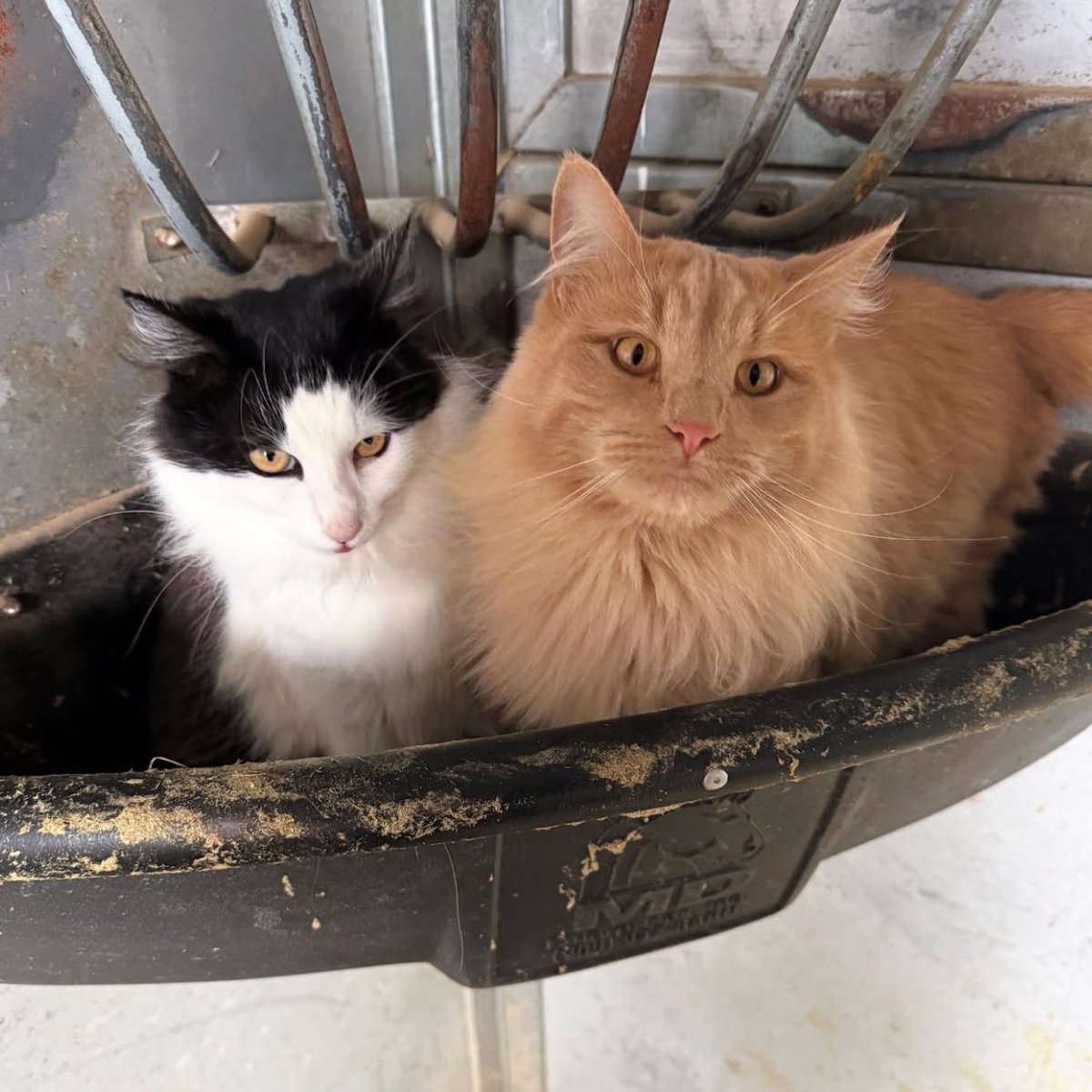 WrestlePurists's tweet image. Stone Cold Steve Austin on his cats Pancho and Macho:

“Solid ass cats. They’re out roaming around. Macho is prowling by the pond. He’s a hunter, and Pancho pretty much stays by the horse barn. He has really befriended one of my wife’s horses, and so he’ll jump on her back, and…