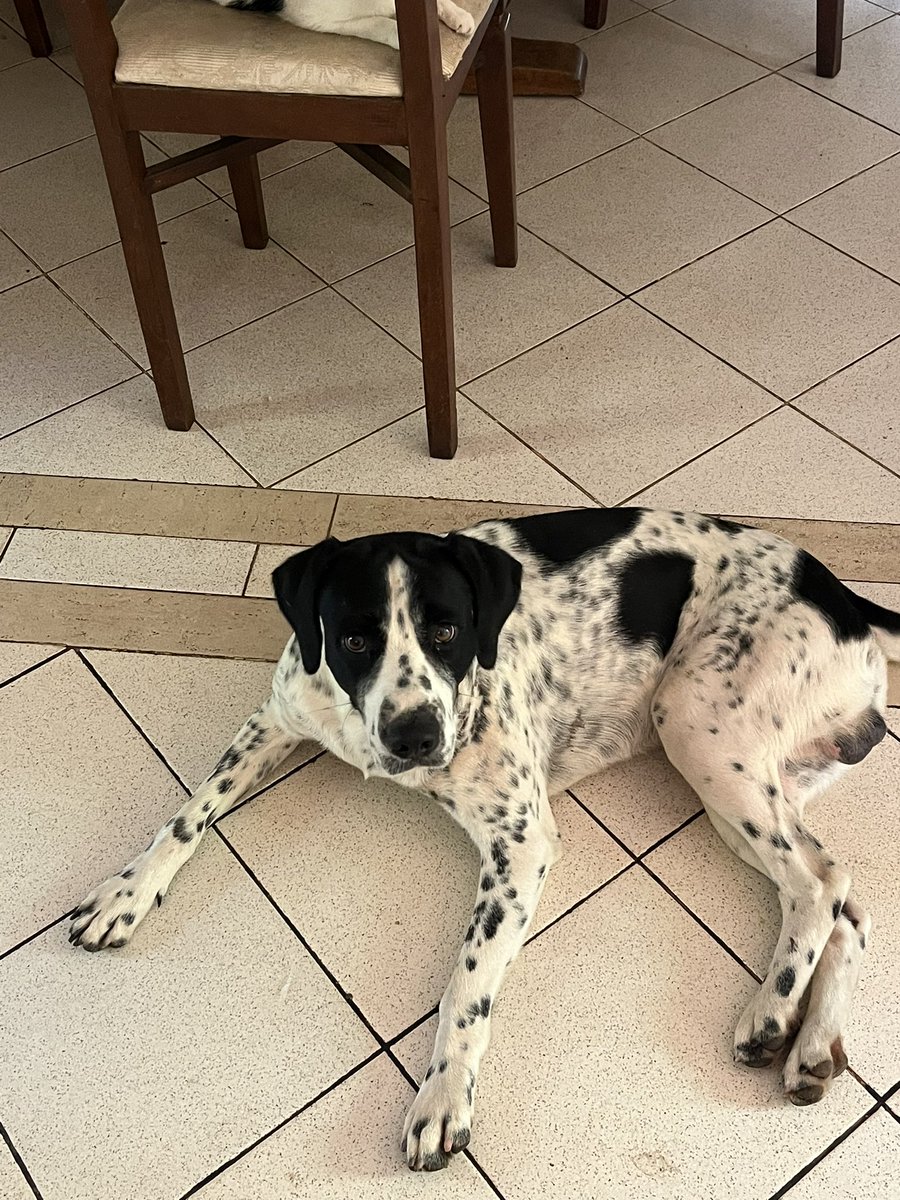 Necesitamos conseguirle casa a este perrito hermoso. El vive en la calle y lo cuidan los trabajadores de un biggie pero  fue baleado dos veces con aire comprimido por un vecino de su barrio por lo que queremos que ya tenga una casa para que no pase de nuevo por lo mismo.