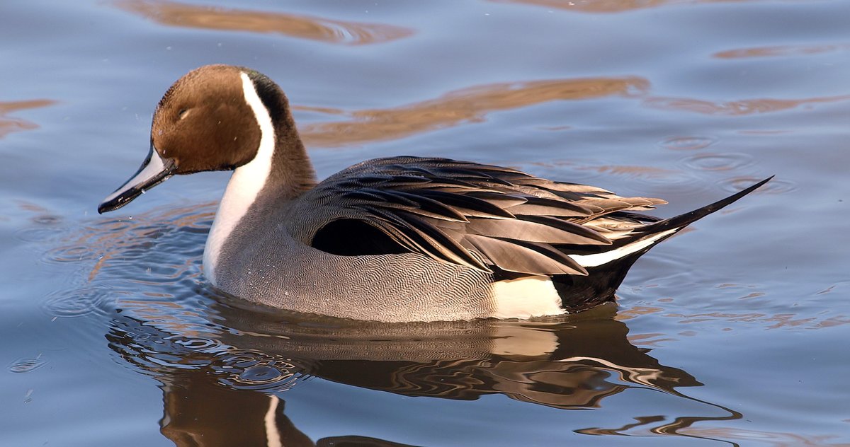 kala61857's tweet photo. That Sun Feels Good
Nice warm sun in January, yes please.
Male Northern Pintail Duck (Anas acuta)
White Rock Lake, Dallas Texas
https://t.co/dU9fEdnMNo
#duck #lakebirding #WinterDucks #wildlifephotography https://t.co/4TbMd1VqKc
