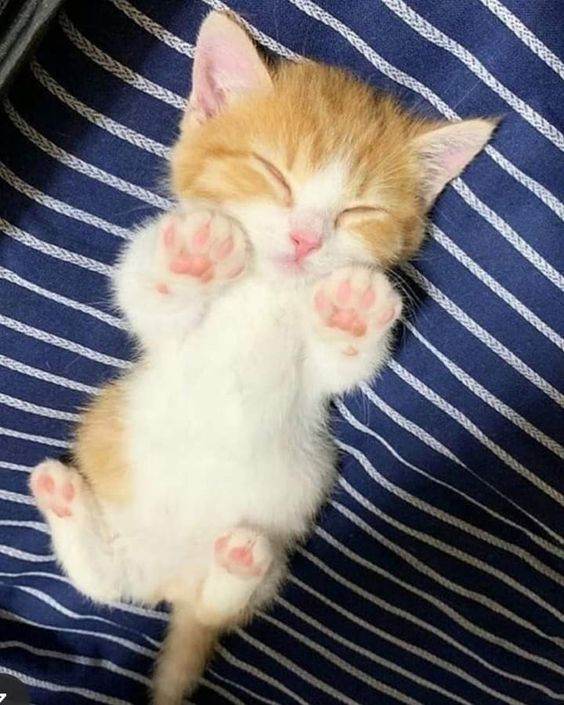 Cute Cats 🐱 tweet media