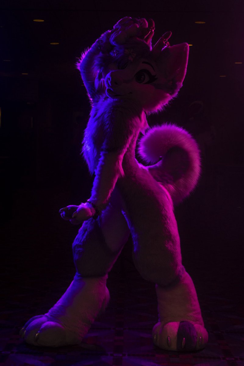 dire_walf's tweet image. Bi color curl 

🐾: @auroraabloom 
📸: me 

#mff2025 #midwestfurfest #mff25 #furfest
#furfest2025 #fursuitphotography