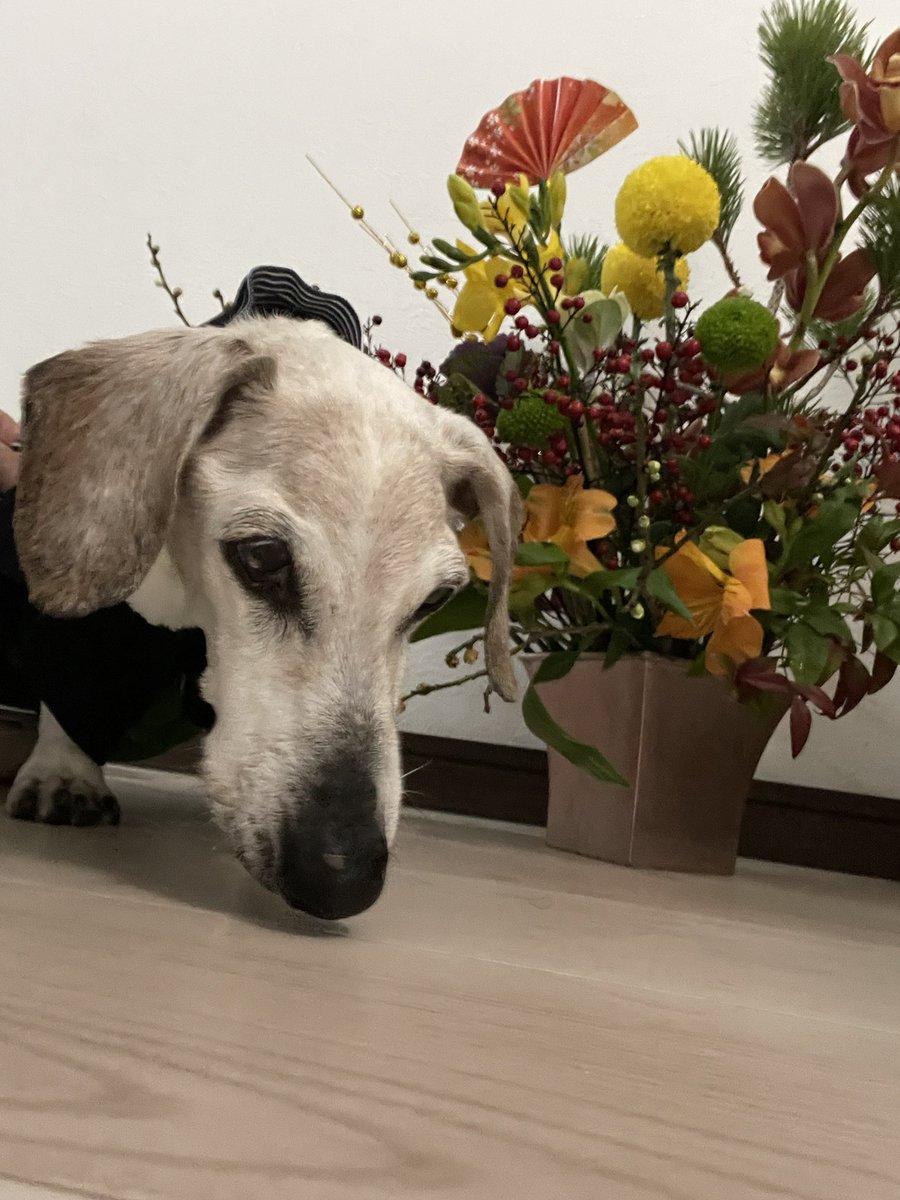 MarronChris's tweet photo. 20歳2か月になりました
おじーわんですが
今年もよろしくお願いします🐶🙇‍♀️
ミニチュアダックススムース　
レッドパイボールド♂ https://t.co/XMDBosHVlG