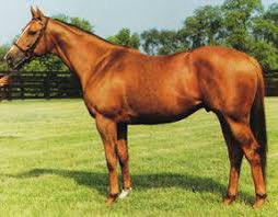 dashmeshstud's tweet photo. Green Forest (Shecky Greene-Tell Meno Lies by The Axe II) Four time Gr.1 winner and Champion 2yo colt in 1981 and 1982 Champion Miler. Bred by Jonabell Farm in Kentucky and raced in the colours of Mahmoud Fustok. He retired to his place of birth in USA and shifted to Dashmesh in 1995. A top class sire for us and a profound influence internationally as he’s found in the pedigree of recently crowned @DarleyStallions Champion Sire, Night Of Thunder as well as that of @coolmorestud’s Starspangledbanner. The best racehorse to ever come to India with a 134 @Timeform rating as a 3 year old. One of the last stallions from the Hyperion Sire-line