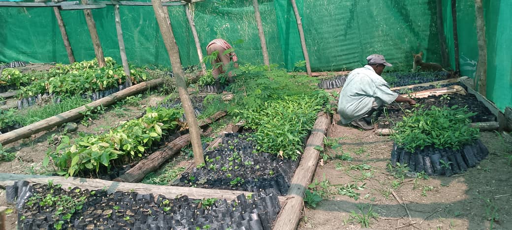 The year has started with farmers starting to weed, prick out and pot tree seedlings in the nursery bed of Busayiro -Karambi community in <a href="/NtorokoD/">NTOROKO DLG</a> <a href="/NLinUganda/">Embassy of the Netherlands in Uganda</a> <a href="/WURenvironment/">WUR Environmental</a> <a href="/ISSDUganda/">ISSD Uganda</a>