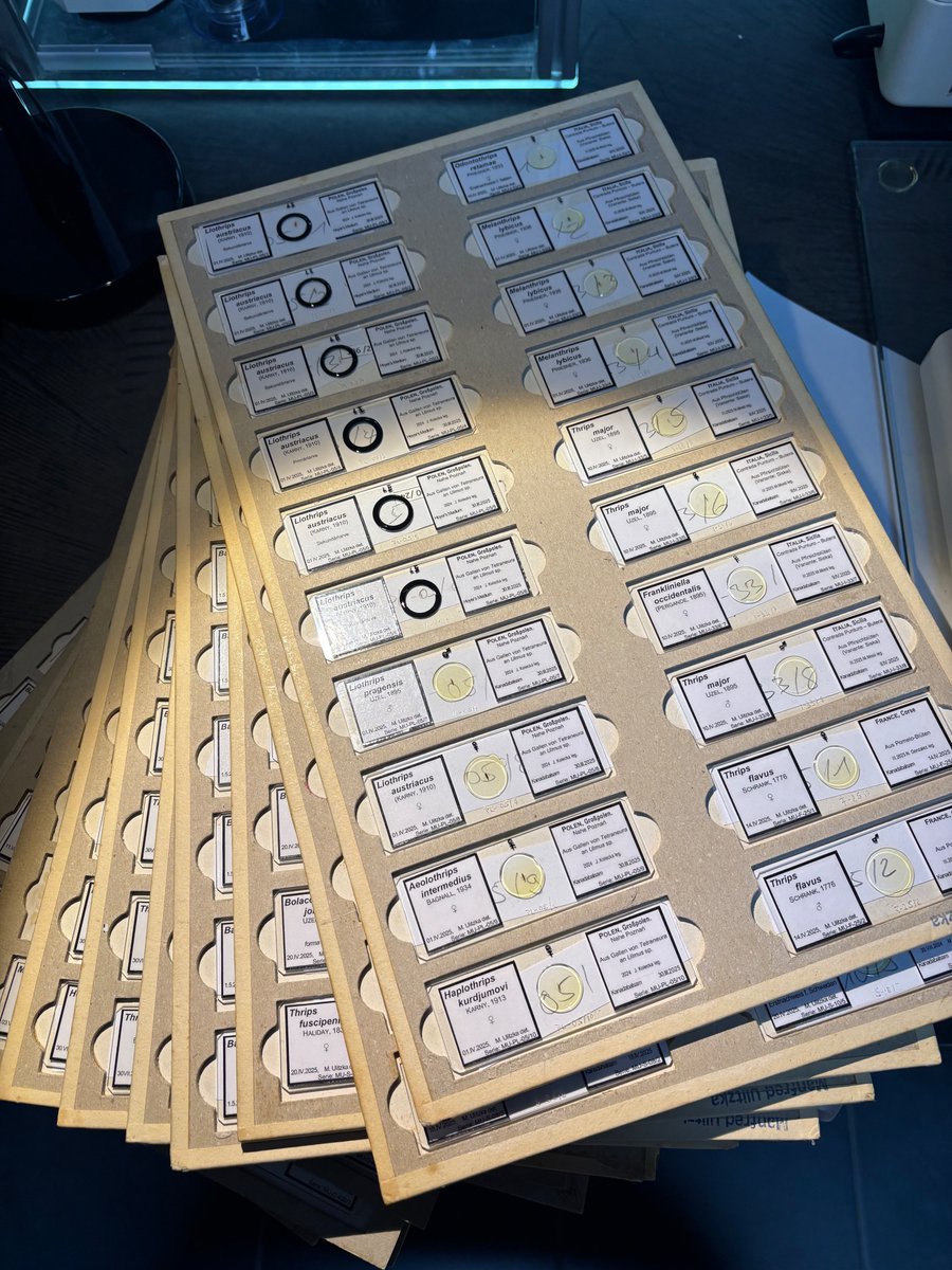 Manfred R. Ulitzka tweet media