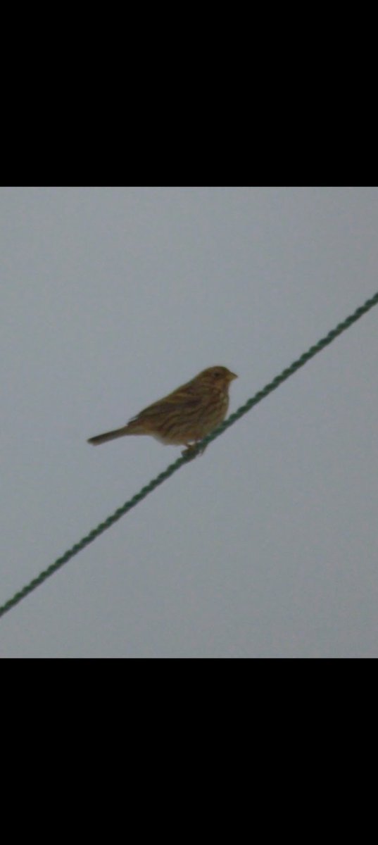 kevin stead tweet media