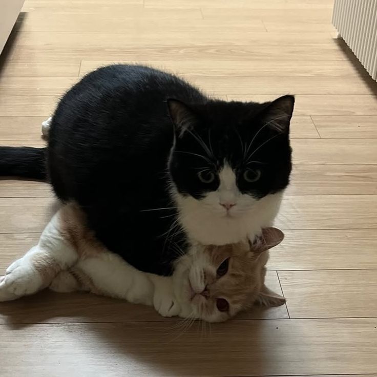nekocatts's tweet photo. Can I have some space? https://t.co/7gYCSI7ud9