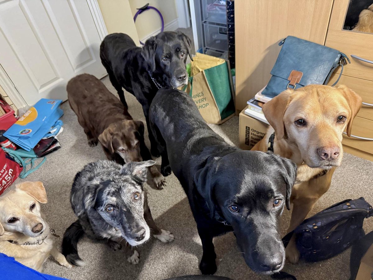 LogieTheDogie tweet media