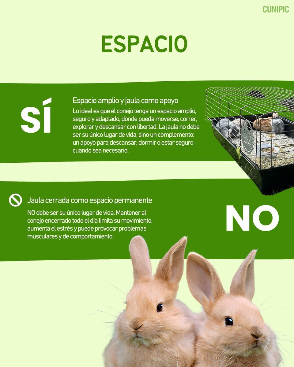 ¿Convives con un conejo o estás pensando en adoptar uno? 💚
Entonces esto te interesa: hay cosas que sí ayudan a su bienestar… y otras que pueden afectar a su salud, su comportamiento y su calidad de vida.

#Conejos #CuidadoDeConejos #MascotasFelices #Cunipic