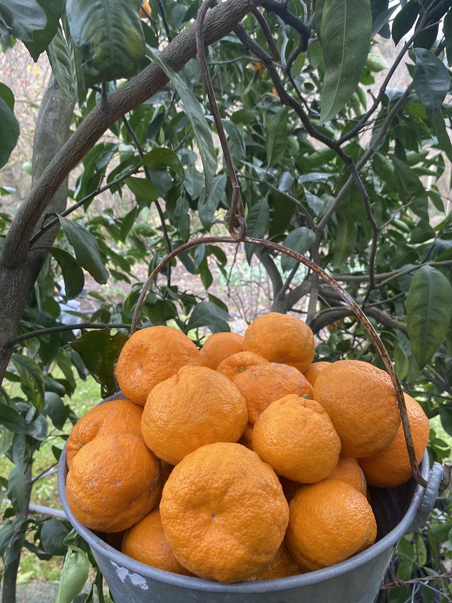 Yılbaşı alışverişi 🛒