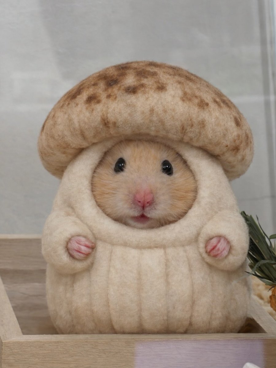 Tweets Of Hamster tweet media