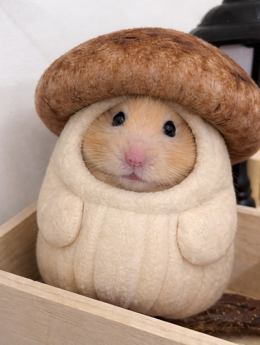 Tweets Of Hamster tweet media