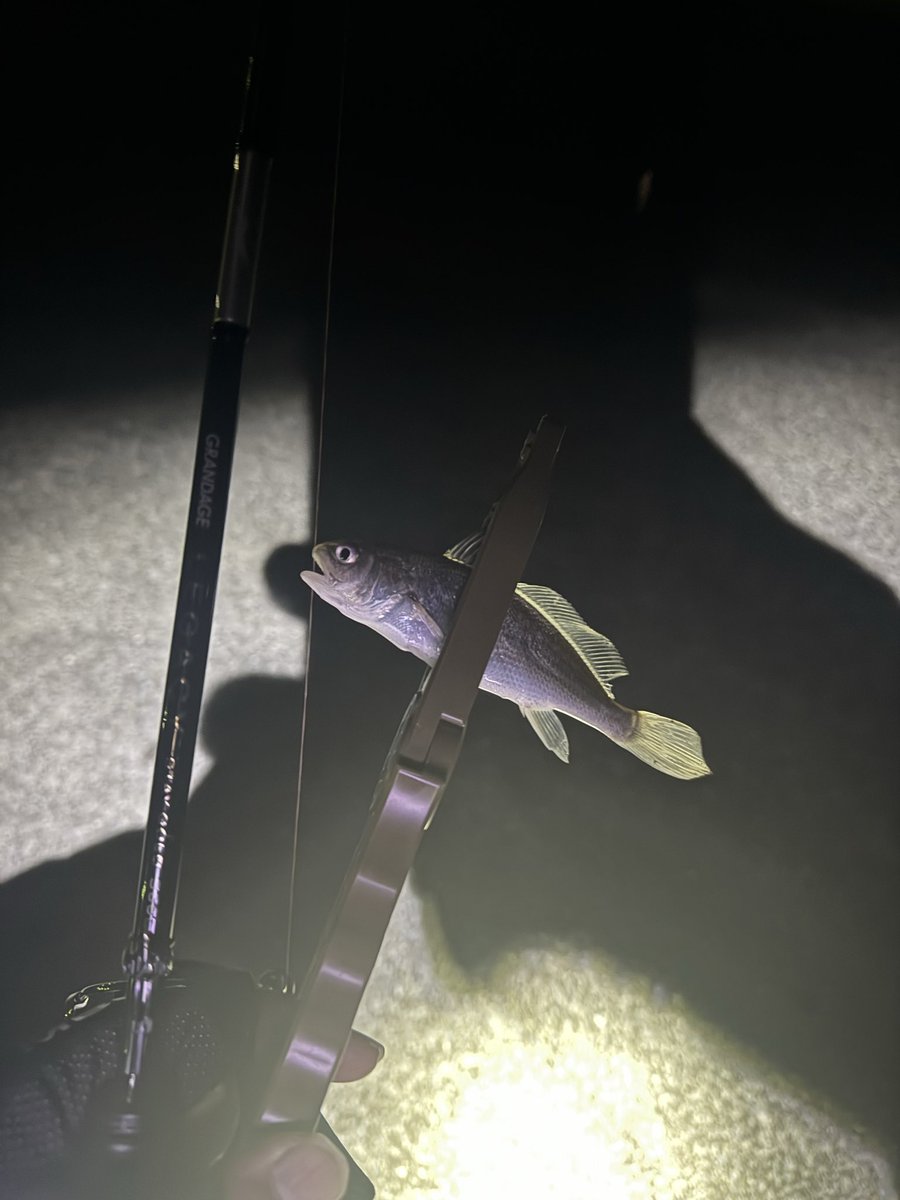 今日はイシモチ釣り
現在、30匹超え
サイズは上がらず